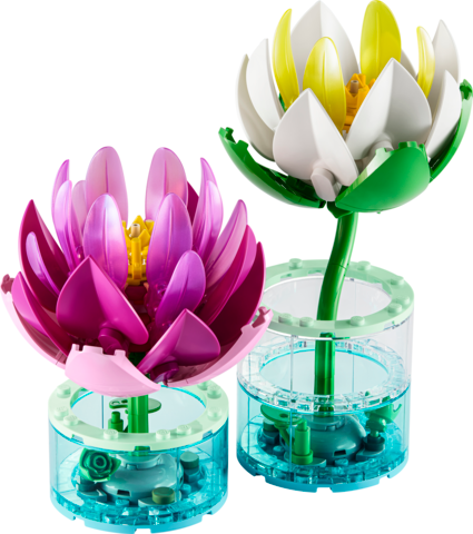 Water Lillies