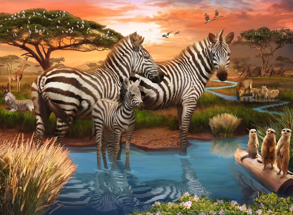 Zebras at Waterhole - 500pc