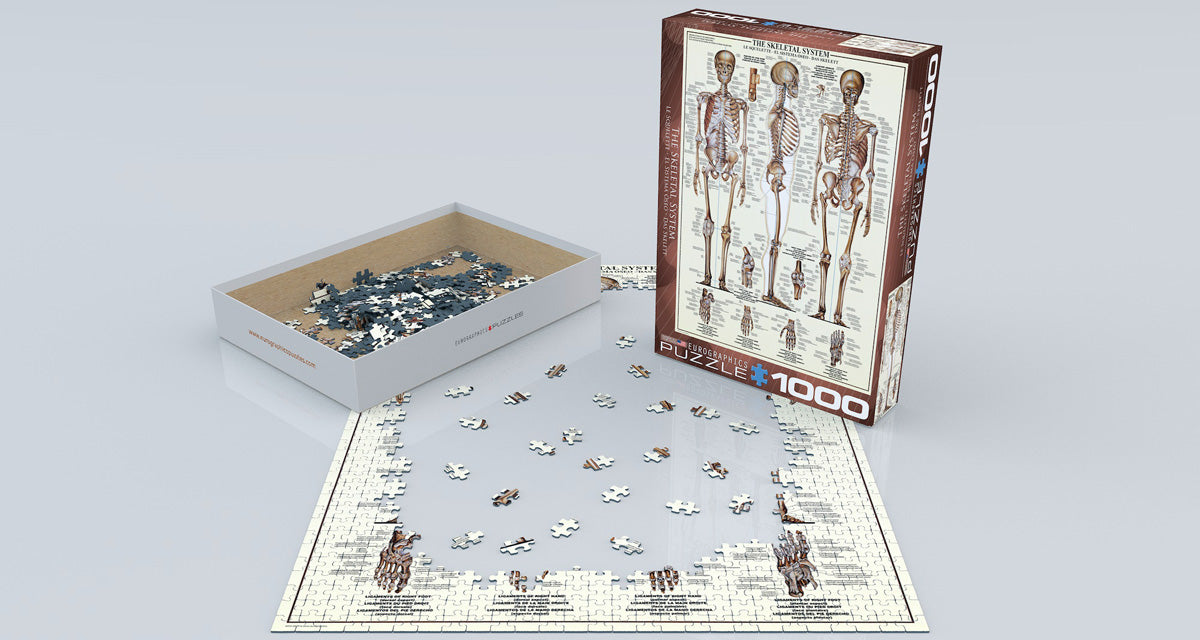 The Skeletal System 1000pc