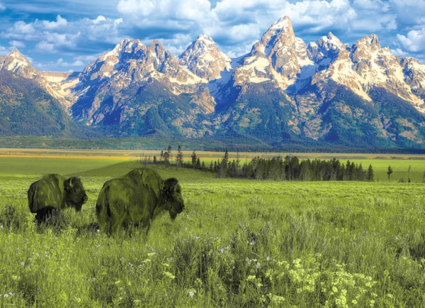 Grand Teton National Park - 1000pc