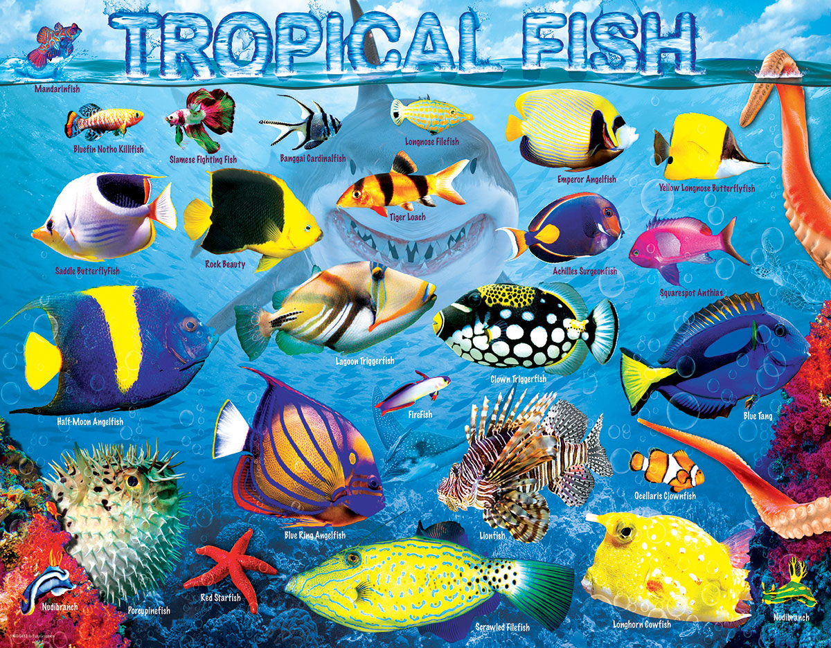 Tropical Fish - 100pc