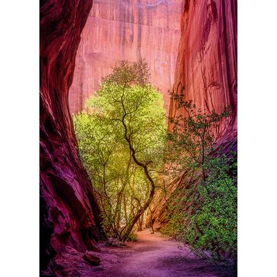 Power of Nature: The Singing Canyon - 1000 pc