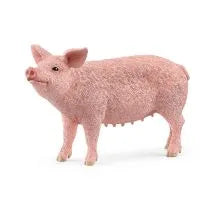 Pig